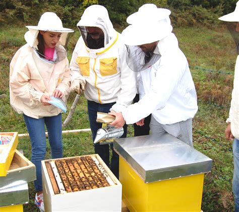 The Bronze Amulet Bee Swarm and Its Role in Climate Change Adaptation